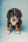 Greater Swiss Mountain Dog Puppy