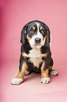 Greater Swiss Mountain Dog Puppy