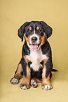 Greater Swiss Mountain Dog Puppy
