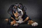 Greater Swiss Mountain Dog Puppy