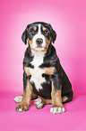 Greater Swiss Mountain Dog Puppy