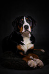 lying Great Swiss Mountain Dog