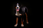 Great Swiss Mountain Dog