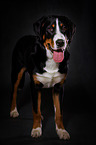Great Swiss Mountain Dog