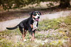 running Great Swiss Mountain Dog