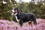 Great Swiss Mountain Dog