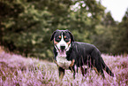 Great Swiss Mountain Dog