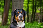 Great Swiss Mountain Dog portrait