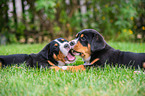 lying Great Swiss Mountain Dog Puppies