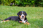 lying Great Swiss Mountain Dog Puppy