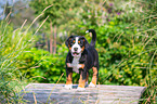 Great Swiss Mountain Dog Puppy