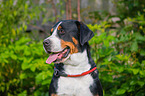 Great Swiss Mountain Dog portrait