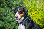 Great Swiss Mountain Dog portrait