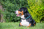 lying Great Swiss Mountain Dog