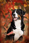 sitting Great Swiss Mountain Dog