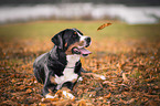lying Great Swiss Mountain Dog