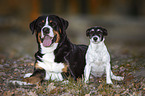 Great Swiss Mountain Dog with Jack Russell Terrier