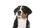 Great Swiss Mountain Dog portrait