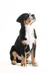 sitting Great Swiss Mountain Dog