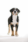 standing Great Swiss Mountain Dog