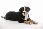 lying Great Swiss Mountain Dog