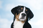 Great Swiss Mountain Dog portrait