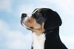 Great Swiss Mountain Dog portrait