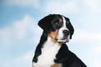 Great Swiss Mountain Dog portrait