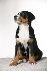 sitting Great Swiss Mountain Dog