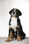 sitting Great Swiss Mountain Dog