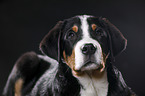 Great Swiss Mountain Dog