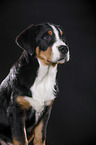 sitting Great Swiss Mountain Dog