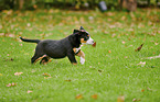 running Great Swiss Mountain Dog Puppy