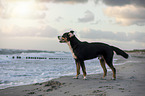 Great Swiss Mountain Dog at the baltic sea