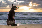 Great Swiss Mountain Dog at the baltic sea