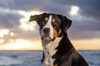 Great Swiss Mountain Dog at the baltic sea
