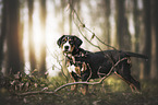 Greater Swiss Mountain Dog