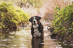 Great Swiss Mountain Dog