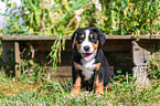 Greater Swiss Mountain Dog Puppy