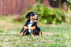 Greater Swiss Mountain Dog Puppy