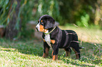 Greater Swiss Mountain Dog Puppy