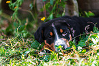 Greater Swiss Mountain Dog Puppy