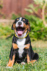 Greater Swiss Mountain Dog Puppy