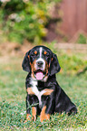 Greater Swiss Mountain Dog Puppy