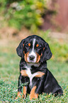 Greater Swiss Mountain Dog Puppy