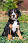 Greater Swiss Mountain Dog Puppy