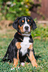 Greater Swiss Mountain Dog Puppy