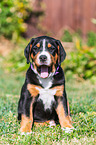 Greater Swiss Mountain Dog Puppy