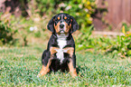 Greater Swiss Mountain Dog Puppy