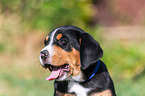 Greater Swiss Mountain Dog Puppy